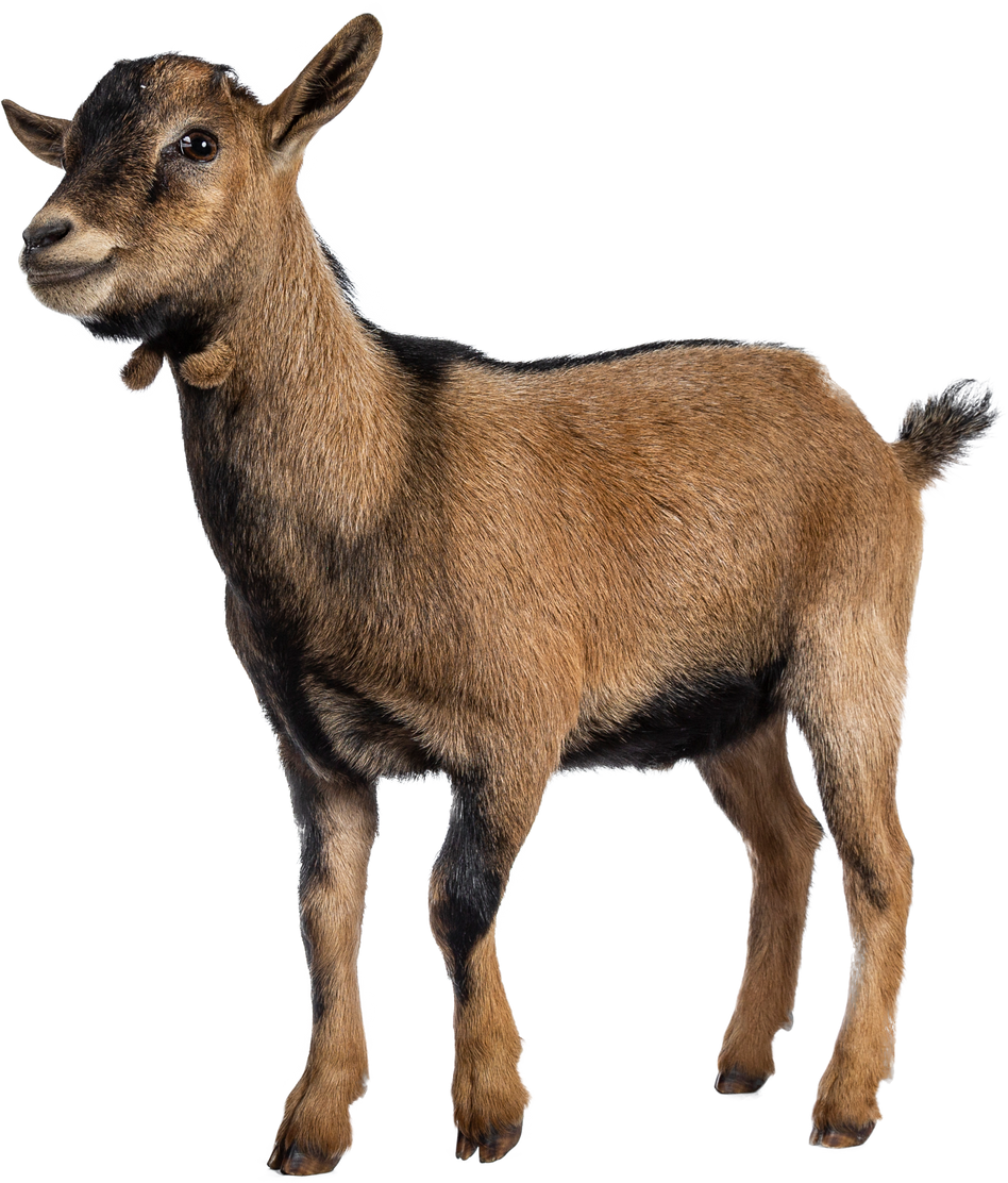 Brown agouti pygmy goat, on transparent background
